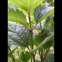 Bohemeria platanifolia (fam Urticacees) (Chine) (3)